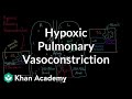Understanding the Cardiopulmonary System