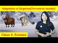 Animal Adaptations and Their Functions
