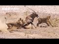 Animal Behavior and Survival Strategies