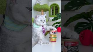 It's actually easy to get your cat to cook for you #cat #icecream