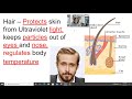 Integumentary System Insights
