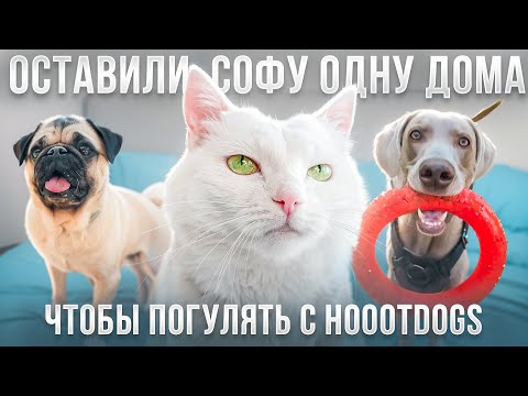 ОСТАВИЛИ СОФУ ОДНУ ДОМА! ГУЛЯЕМ С СОБАКАМИ HOOOTDOGS 😱