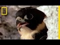 Bat Falcon Behavior and Characteristics