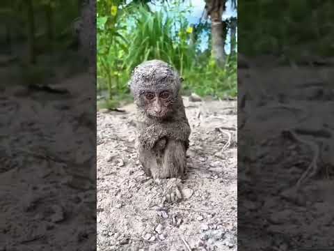 Monyet Lucu Jatuh Dari Got | #funny #lucu #babymonkey #monkey #monyet #trendingshorts