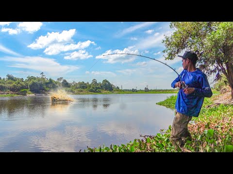 MELEDAKKK !!! Sambaran Ganas Ikan Toman Danau Air Hitam 😨