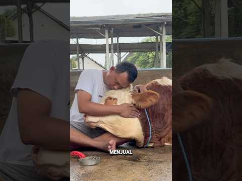 SEEKOR SAPI MERASA SEDIH SAAT TAU DIRINYA AKAN DIKURBANKAN