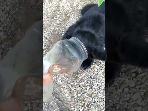 Saved a young bear from a plastic container
