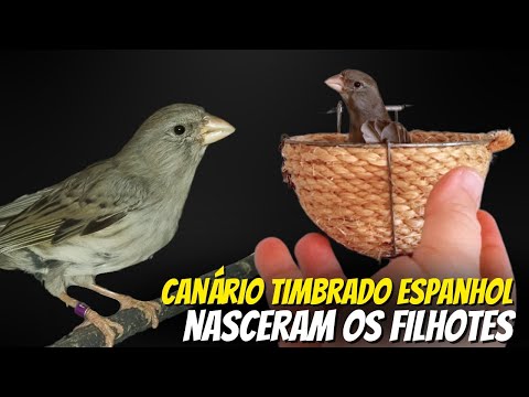 Canário de canto Timbrado espanhol primeira ninhada da temporada no criatório Asafe !!