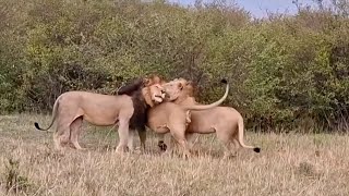 Male lion has an unusual partnership with his sons