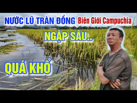 NƯỚC LŨ TỪ CAMPUCHIA ĐỔ VỀ QUÁ NHANH RUỘNG LÚA NGẬP SÂU - BÀ CON BIÊN GIỚI CHỢ BẮC ĐAI BẤT LỰC