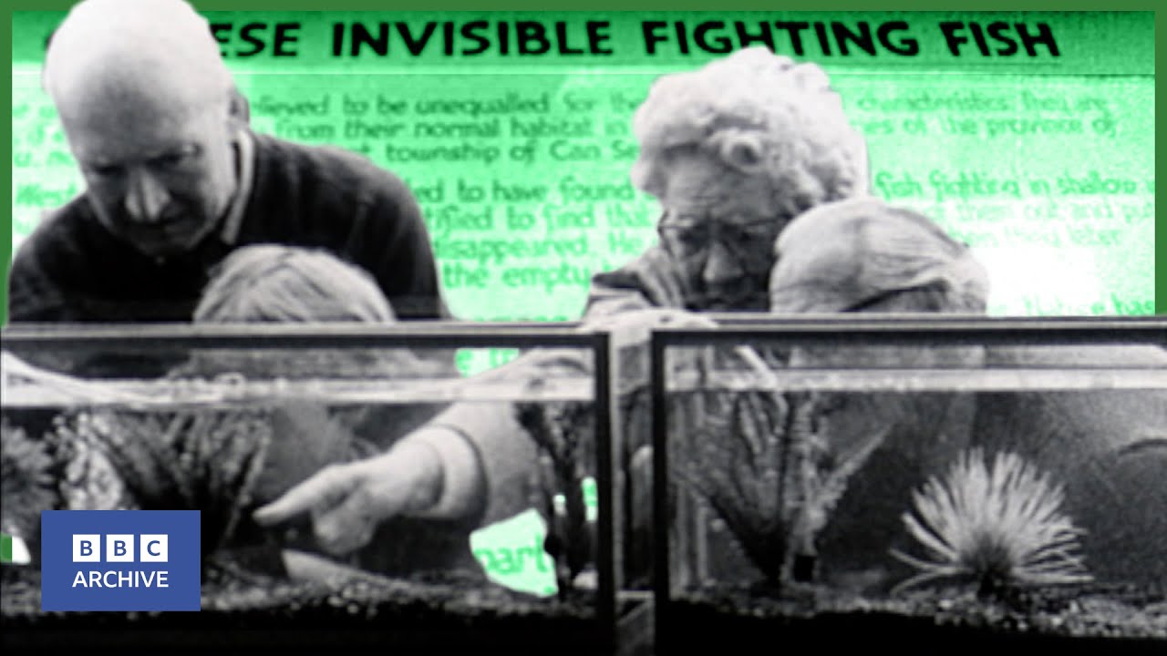 1973: INVISIBLE Fighting FISH – Do You See Them? | Nationwide | Weird and Wonderful | BBC Archive