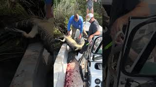 Louisiana Alligator Season 2026!!! Swamp People!!! Cajun Cuisine!!! Swamp Puppies.
