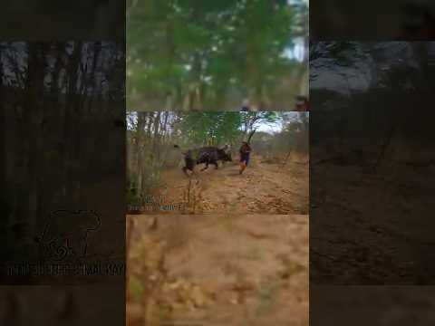 Забавные моменты с животными и красотой природы#oxata#wildlife#befalo15years$#bestkillhunting#shorts