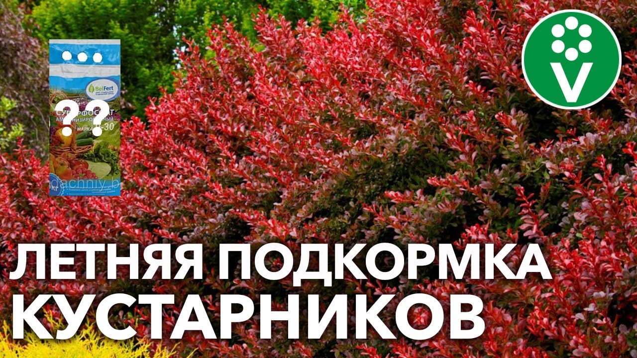 Обязательная подкормка кустарников летом + 2 народных рецепта