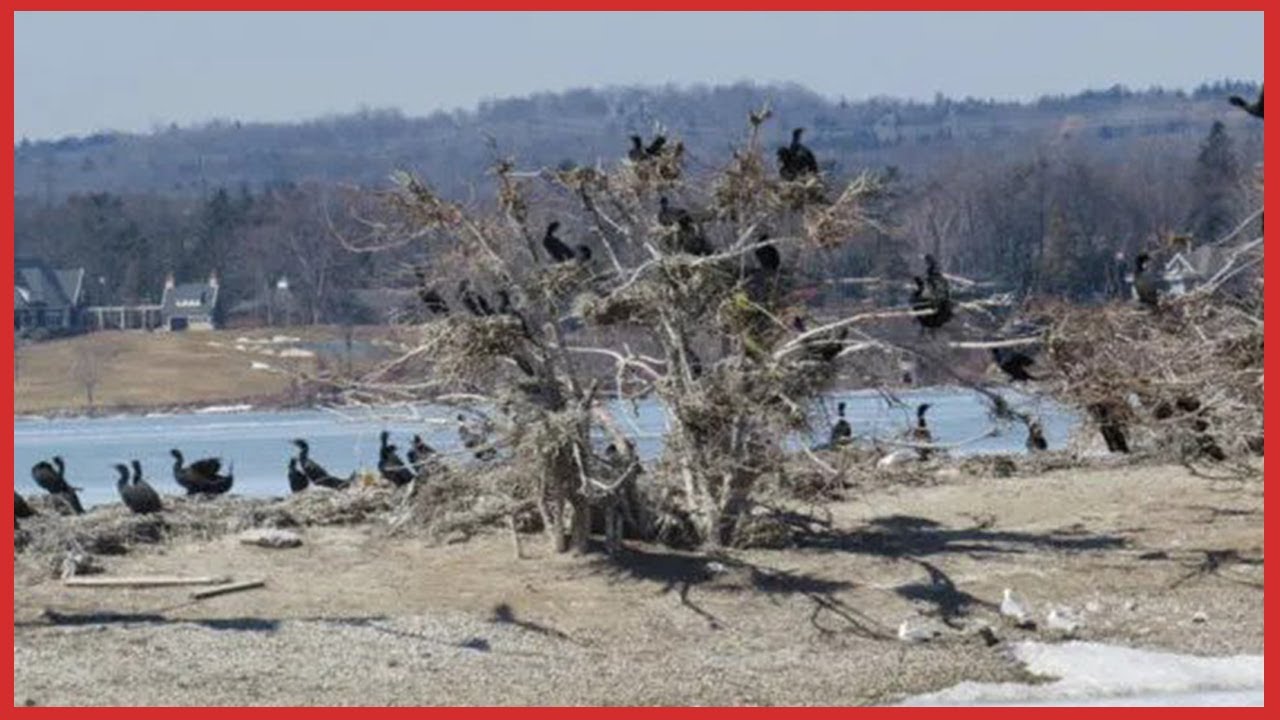 Ontario minister announces annual cormorant fall hunting season - The Fishing Canada Show