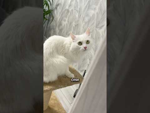 Прячутся там где не подумают 🤔 #кот #кошка #котики #животные #питомцы #фиксики #фиксик #юмор #lol