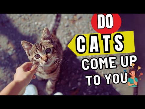 Do Random Cats Come Up to You? 🐱 Here’s What It Means 🔍