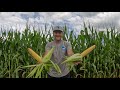 GMO Corn vs Hybrid 85 Analysis