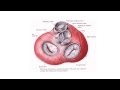 Heart Valves and Their Functions
