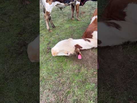 What Happened? #cow #farming #animals #shortsfeed
