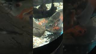 ปลาปกป้องคู่ของตัวเองที่กำลังจะตาย #ปลา #fish