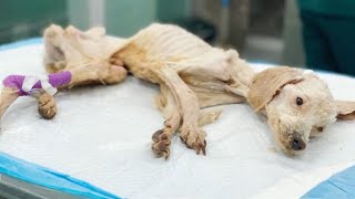 Thrown Away Like Trash – The Skin-and-Bone Dog That Shocked Social Media!