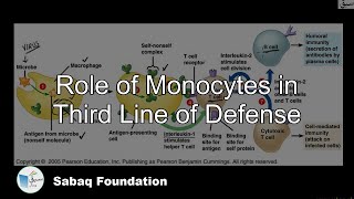 Role of Monocytes in Third Line of Defence