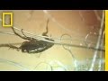 Understanding Fleas on Dogs