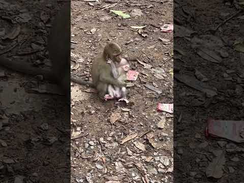 Rainbow comfort Leo? #monkey #myanimals #viralvideo #shortvideo