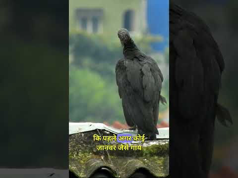 कभी गिद्ध भी सफाईकर्मी हुआ करते थे #dpthefacts #vulture #giddh #hindi #guddhkyugayabhogaye #shorts