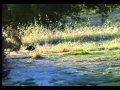 Understanding Predators and Nature's Balance