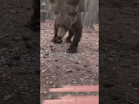 🔥😱❌ எலும்பும் தோலுமாய் காட்சியளித்த கரடி 💥🔥😱 #animals