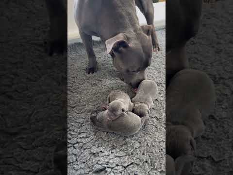 Dad meets his 1 day old puppies for the first time #cutepuppy #doglife #staffordshirebullterrier