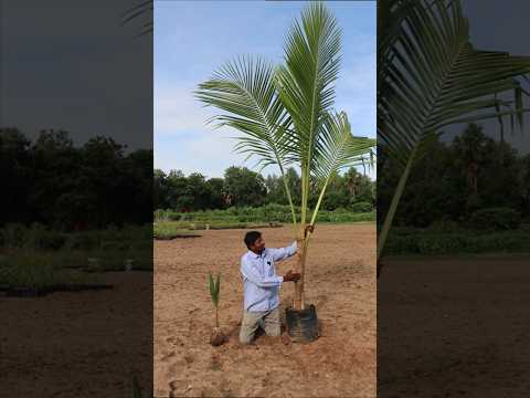 தென்னை மரம்! #tendercoconut