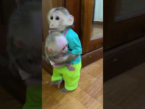 monkey take care baby monkey chichi