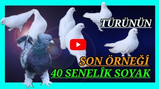 Satılık Oyun Kuşu! 40 senelik eski soyak beyaz Güvercinler