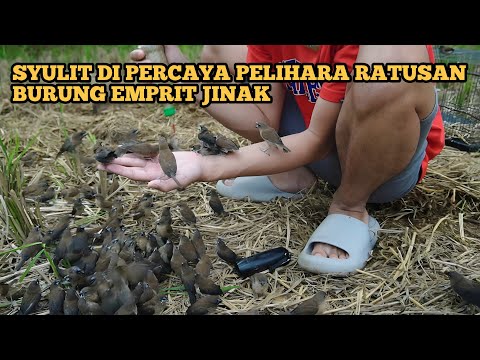 SULIT DIPERCAYA- PELIHARA RATUSAN BURUNG EMPRIT JINAK DI LUAR KANDANG