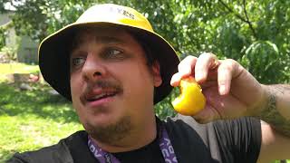 MY FRUIT TREES MIGHT HAVE KILLED THEMSELVES!!! 