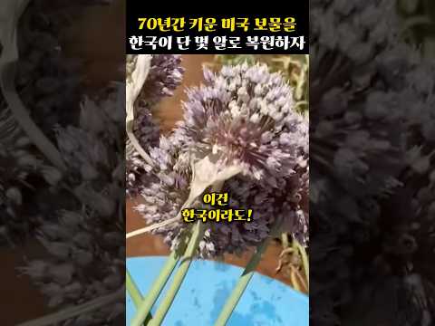 한국이 70년간 미국이 키운 보물을 단 몇 알로 복원해버린 클라스
