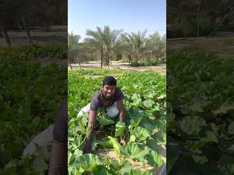 দেখে যান কদু ধরেছে #youtubereels #pumpkin #see #foryou