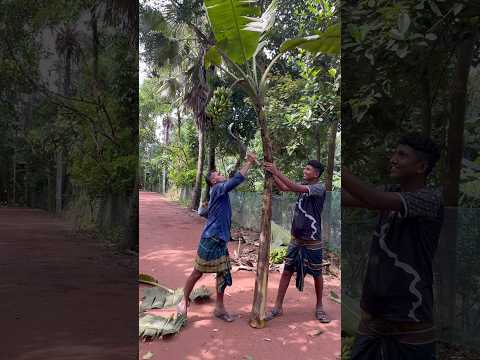 How to see harvesting banana.. #satisfying #easyfarming #fishingequipment #farming101 #fishingreel #