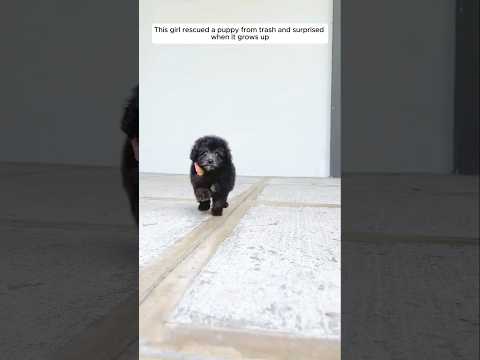 This girl rescued a puppy from trash and surprised when it grows up #animalshorts #shortsvideo