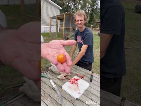Turkey Processing 101