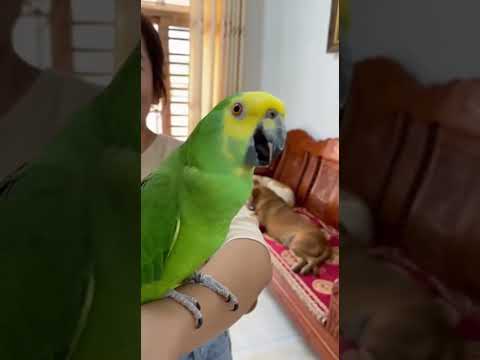 Con vẹt thông minh