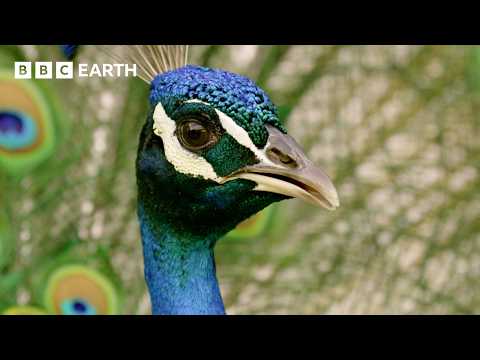 Peacock Tries &quot;Faking it&quot; to Find a Mate | BBC Earth