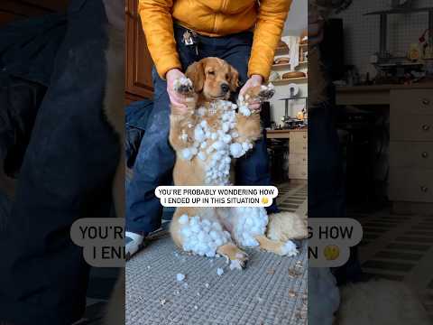 The happiest day of Pacha’s life ☃️