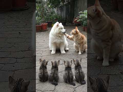 Kittens, Meet the Dog 😸🐶