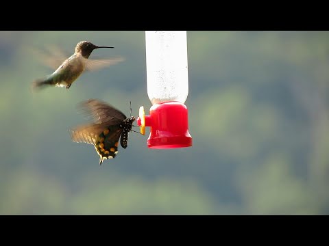 Hummingbird Versus Butterfly