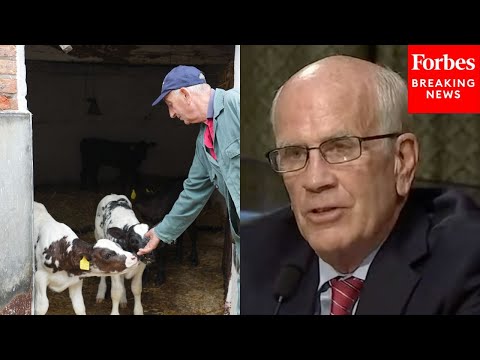 YouTube video thumbnail: 'Vermont Right Now Is Facing A Crisis': Peter Welch Decries Tariffs, Claims They Hurt Dairy Farmers