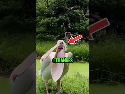 Pes cris d'oiseaux les plus étranges ! 😱